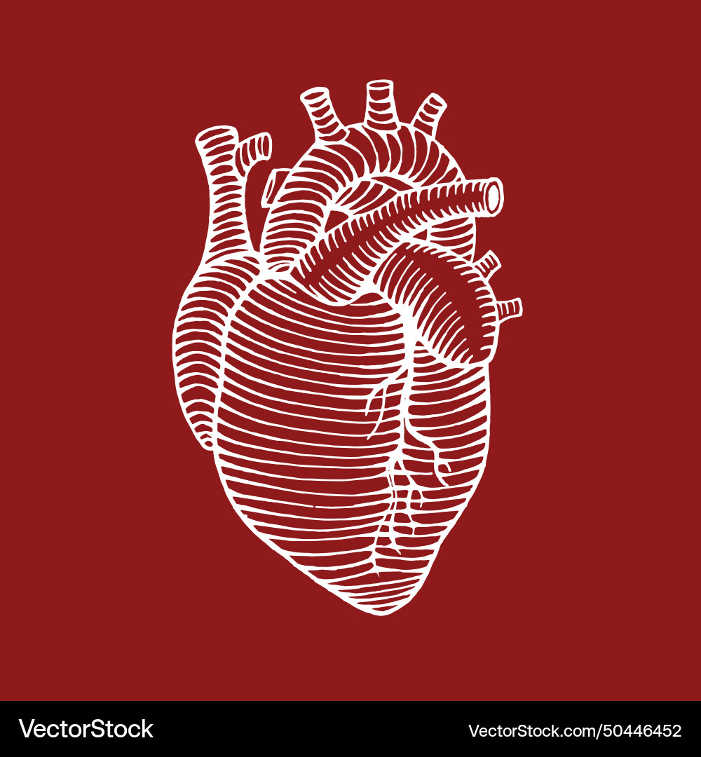 Hand drawn human heart drawing reverse colors Hand drawn human heart drawing reverse colors vector image