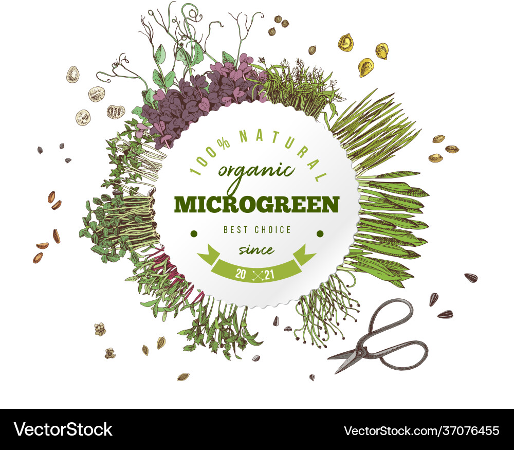 Fresh Microgreen Collection Vector Image