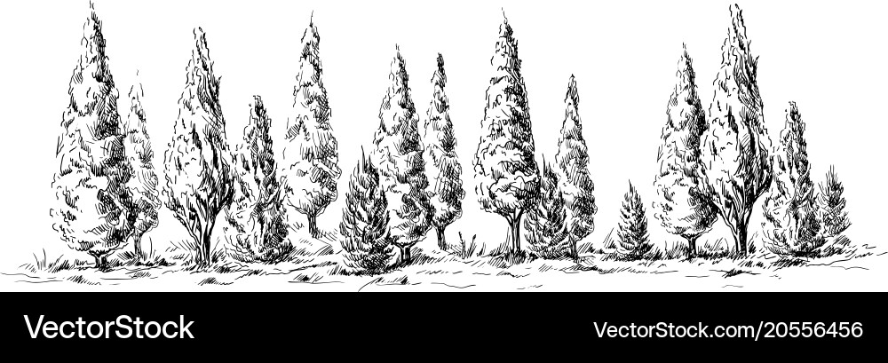 Cypress Forest Panorama Vector Image