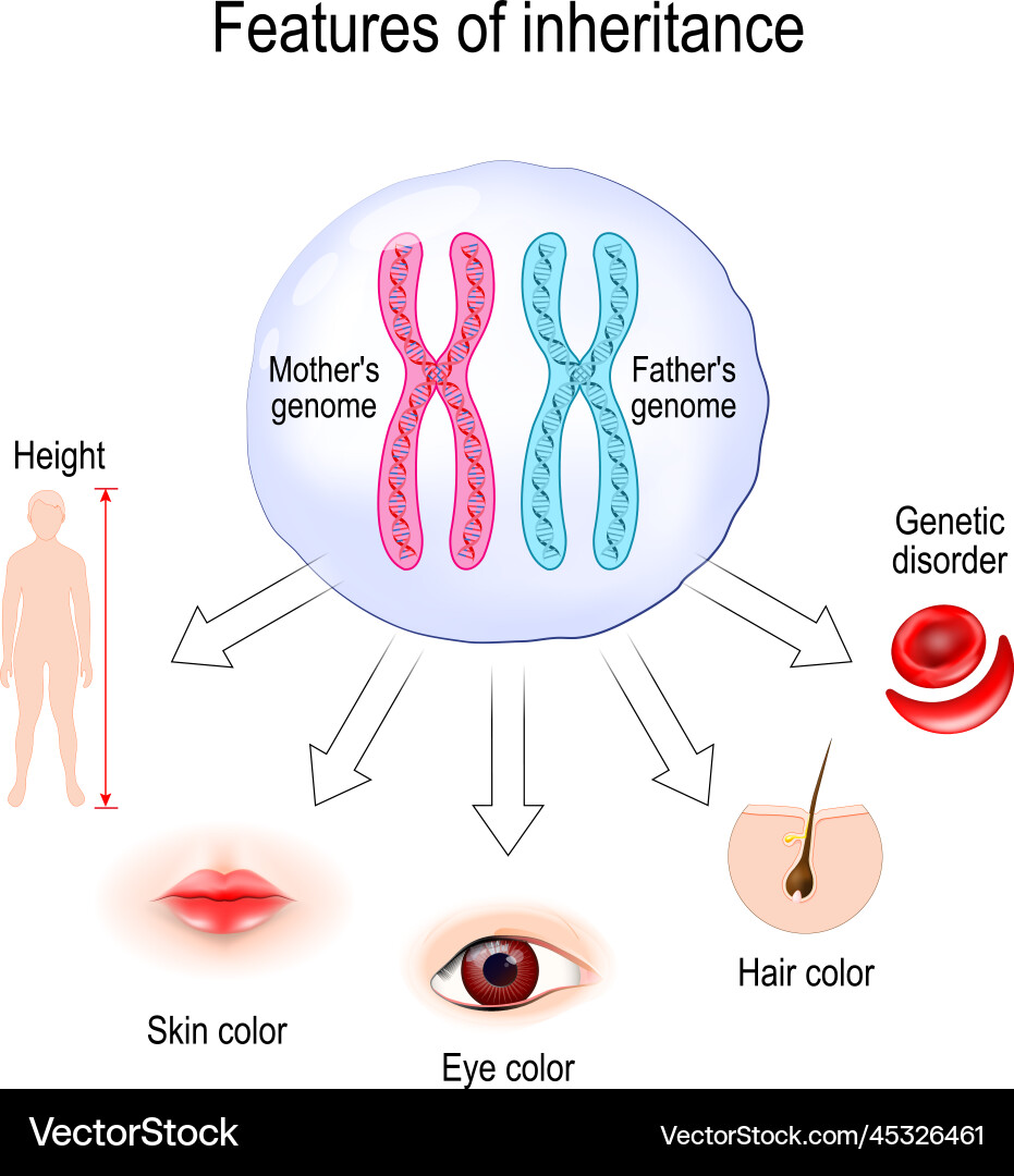 Features of inheritance chromosome theory Features of inheritance chromosome theory vector image