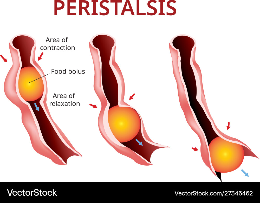 Digestion and peristalsis esophagus stomach Digestion and peristalsis esophagus stomach vector image