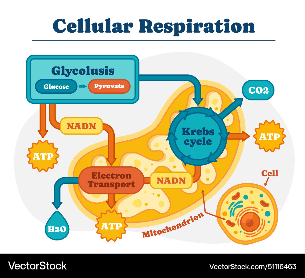 Diagram of cellular respiration vector image