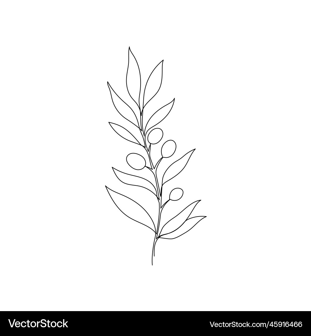 Line olive leaf branch art one continuous Vector Image