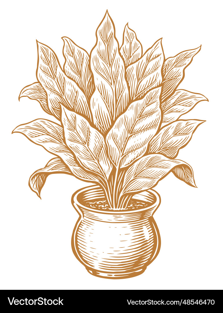 Indoor plant with large leaves in a flower pot Indoor plant with large leaves in a flower pot vector image