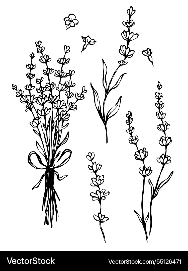 Hand gezogen schwarz und weiß Lavendel Bouquet Hand gezogen schwarz und weiß Lavendel Bouquet vektorbild