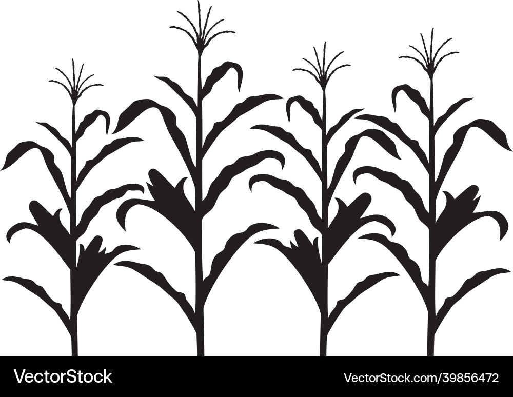 Corn Stalk Silhouette Black and White Vector Image