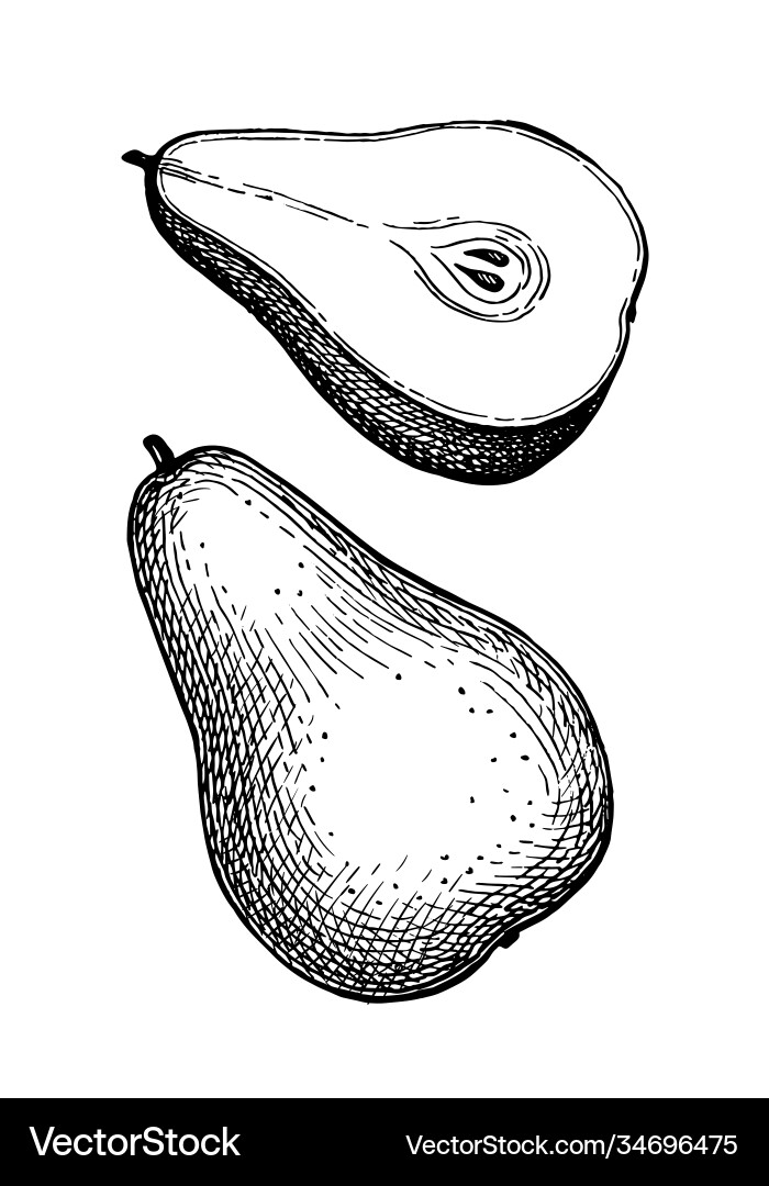 Ink sketch pear Ink sketch pear vector image
