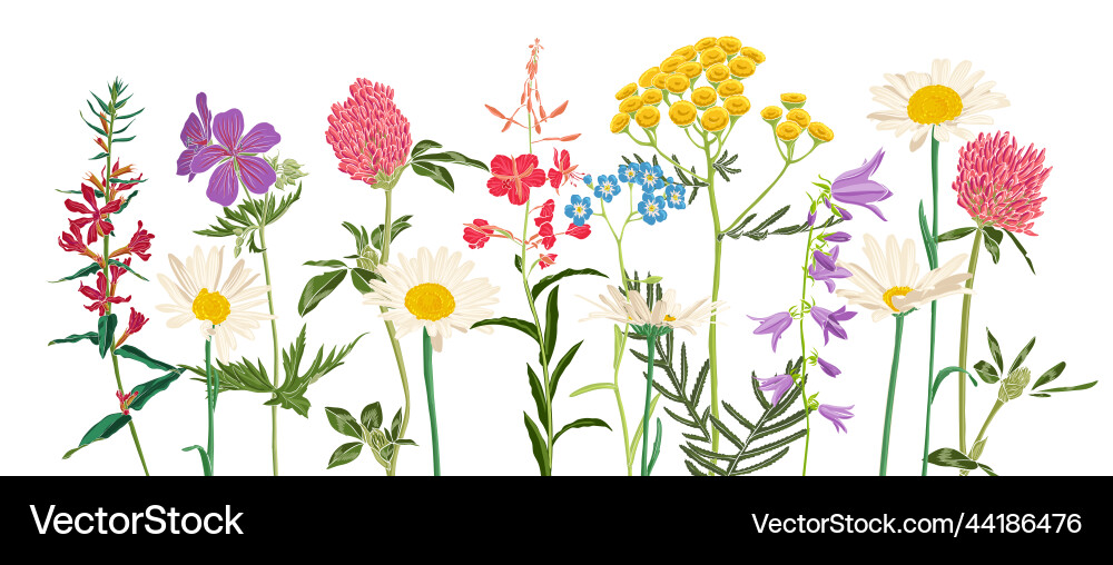 Drawing wild flowers vector image