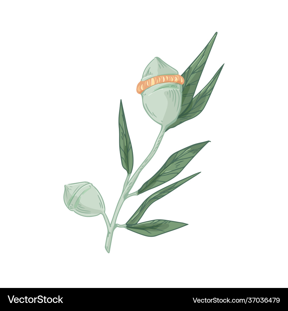 Australian eucalyptus flower with unopened buds Australian eucalyptus flower with unopened buds vector image