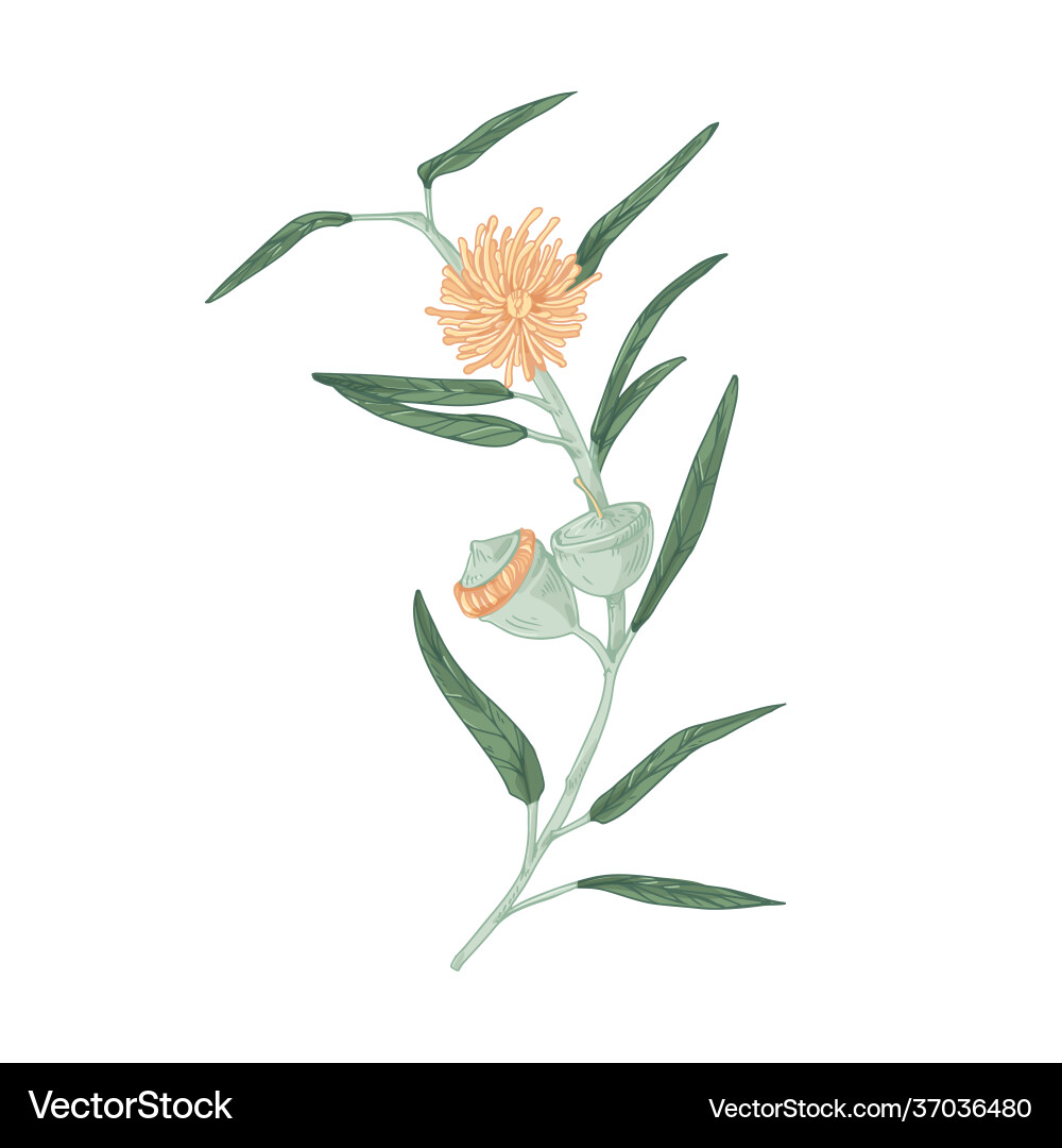 Blooming australian eucalyptus flower Blooming australian eucalyptus flower vector image