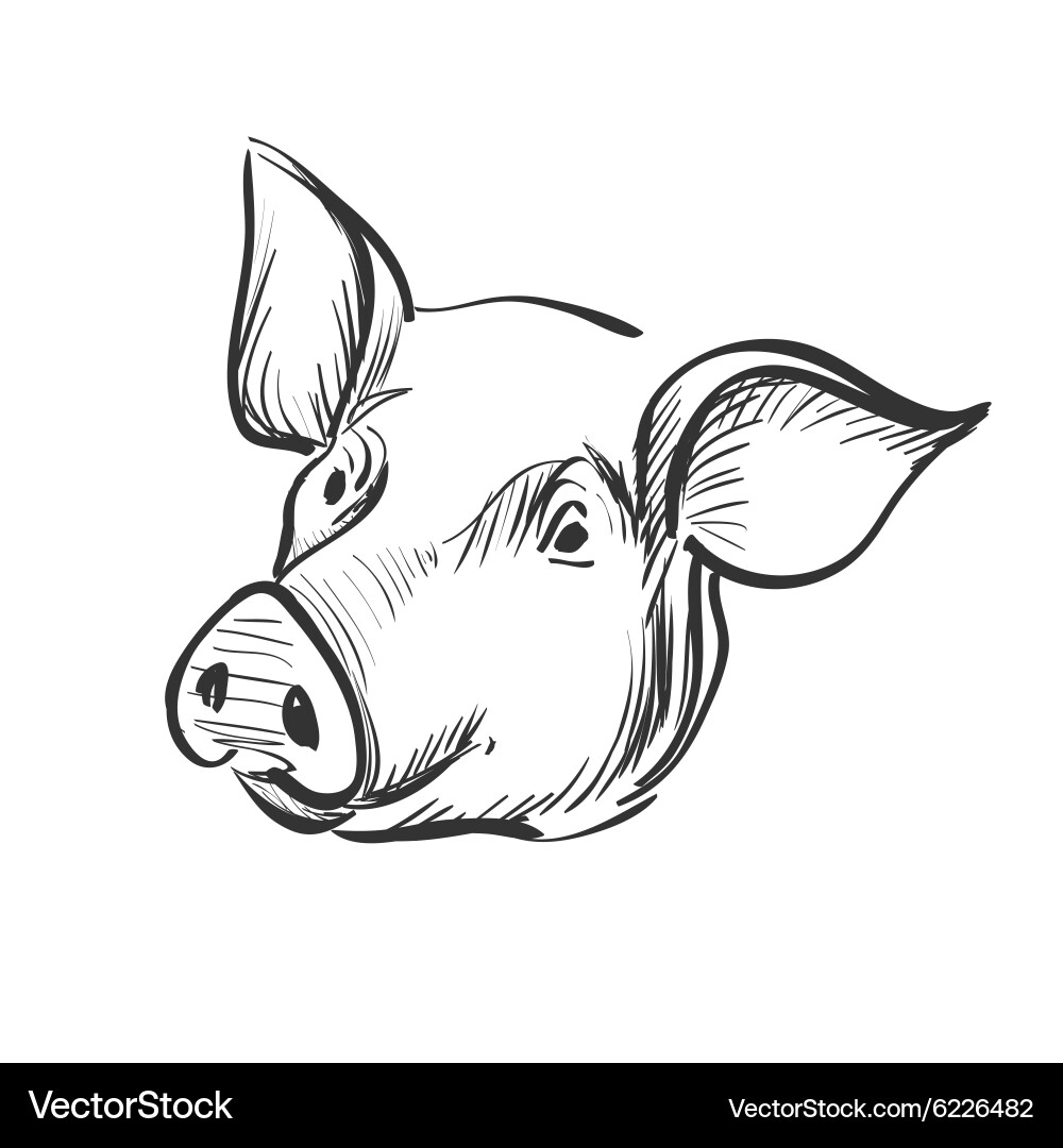 Doodle pig Royalty Free Vector Image - VectorStock