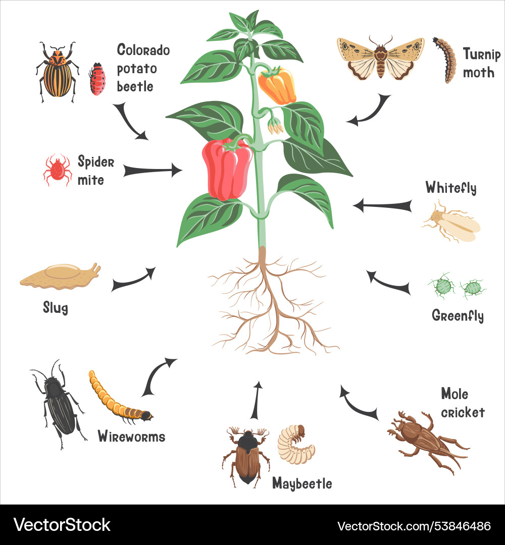 Drawing plant of bell pepper Drawing plant of bell pepper vector image