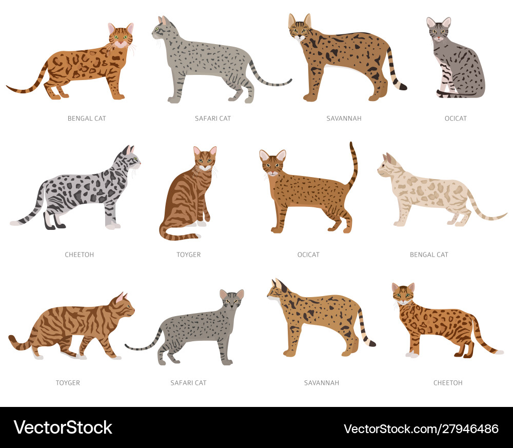 Wild Katze Typ Katzen Ocelot Kreuzbrauen gestreift Wild Katze Typ Katzen Ocelot Kreuzbrauen gestreift vektorbild
