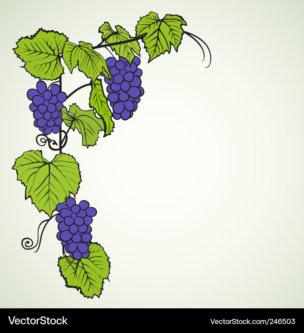 Grapevine Background vector image