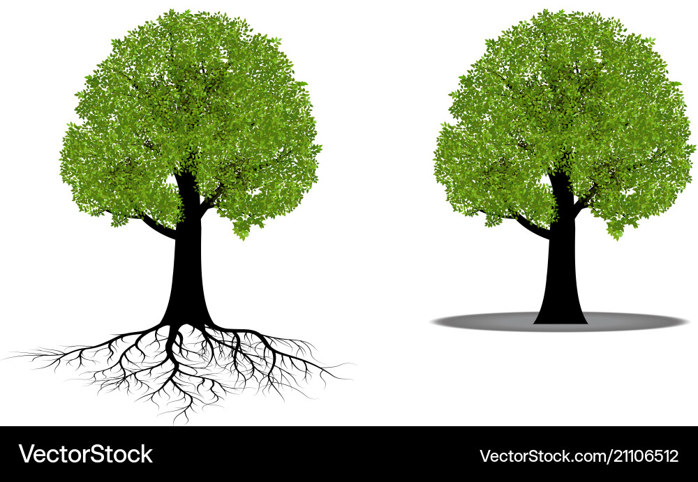 Isolated Tree with Roots vector image