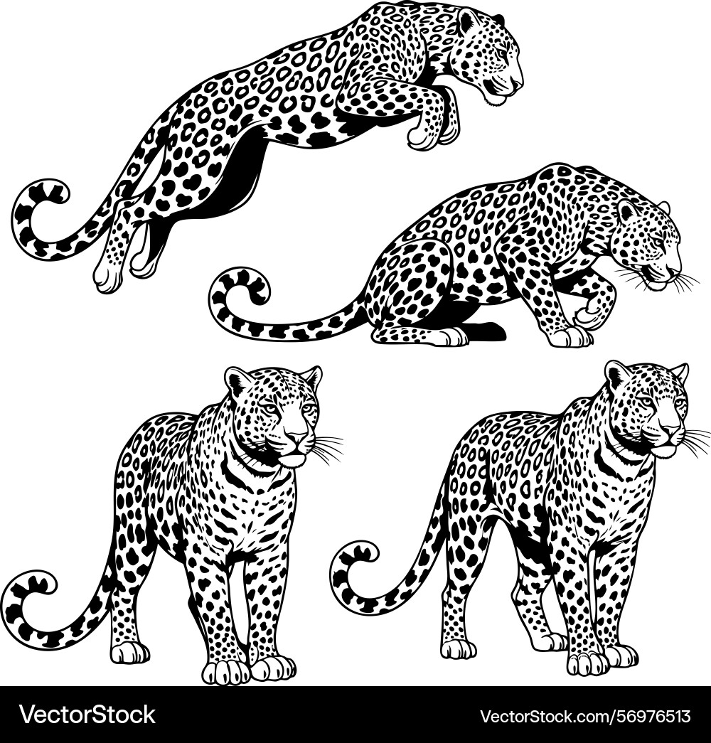 Set of leopard in various posesaleaping vector image