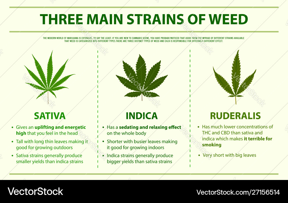 Cannabis Strains Infographic Vector Image