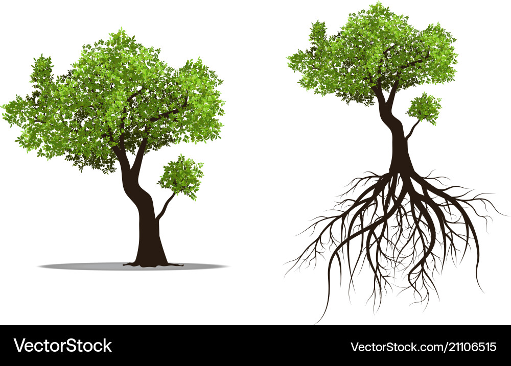 Isolated Tree with Roots vector image