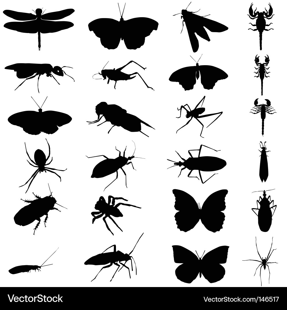 Insect Royalty Free Vector Image VectorStock