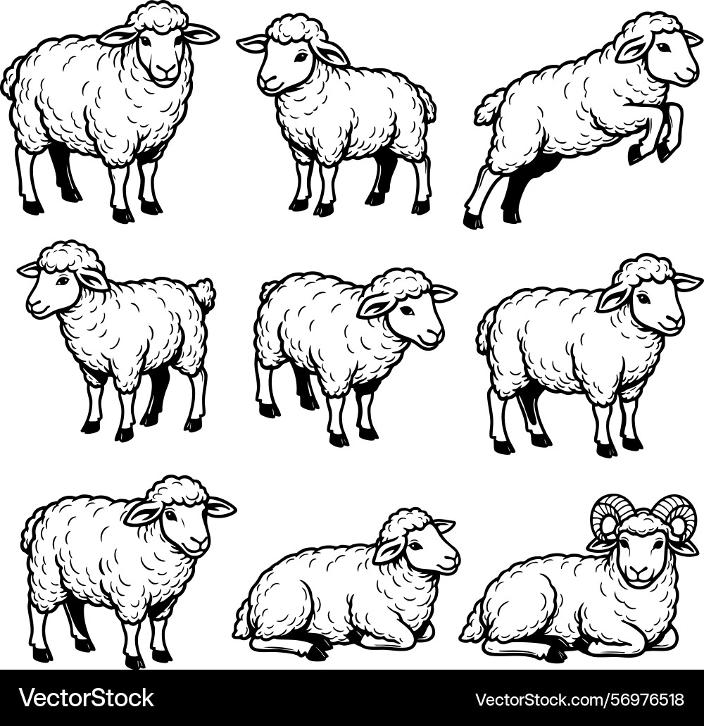 Set of sheep in multiple poses standing grazing vector image