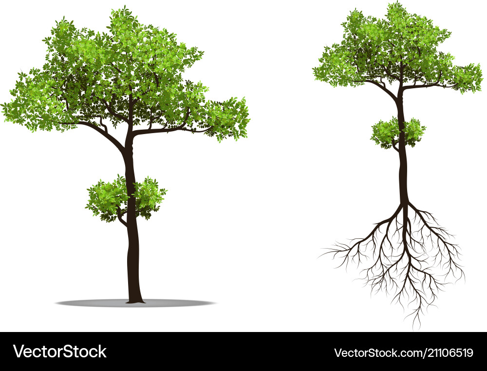 Big tree with root vector image
