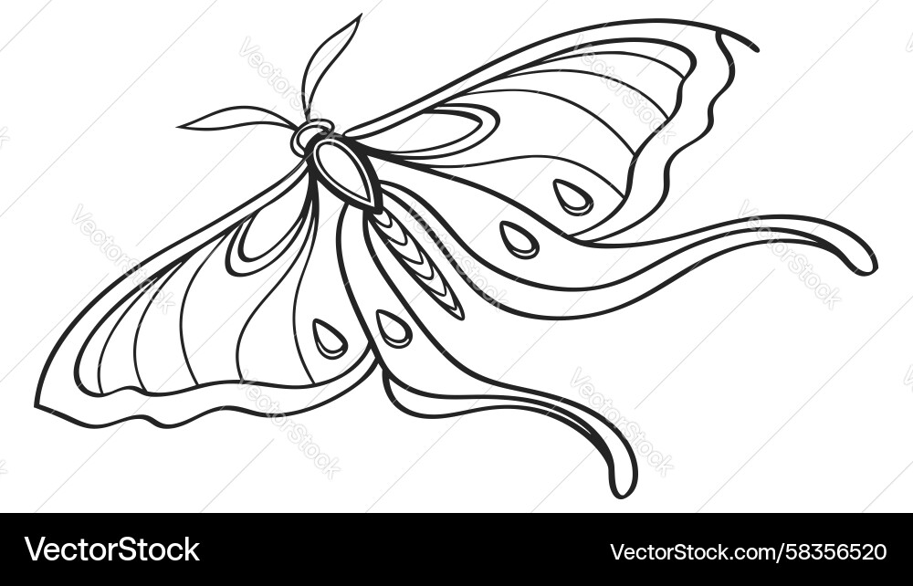 Intricate Moth with Wing Patterns Vector Image