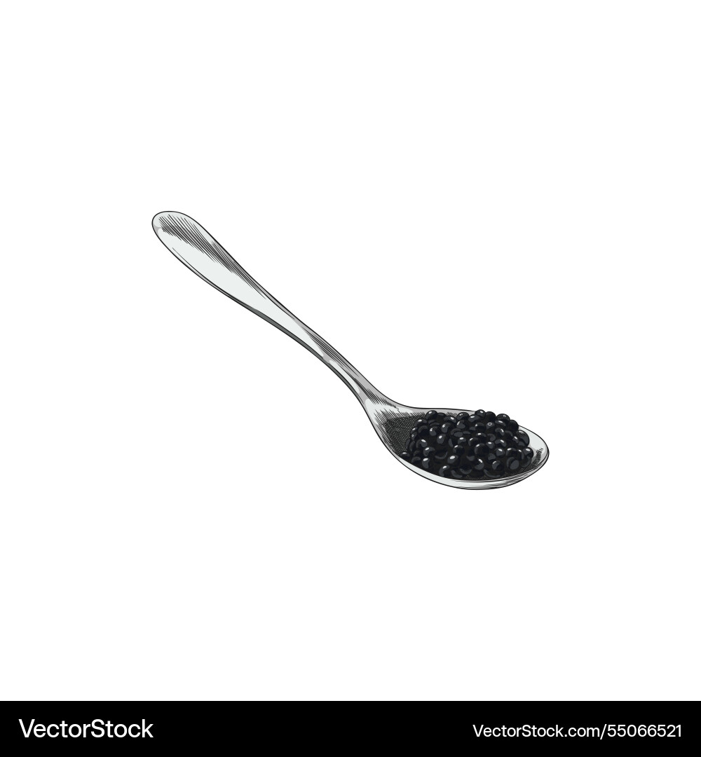 Black caviar on a spoon hand drawn sea Black caviar on a spoon hand drawn sea vector image