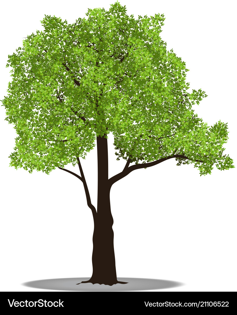 Big tree with root vector image