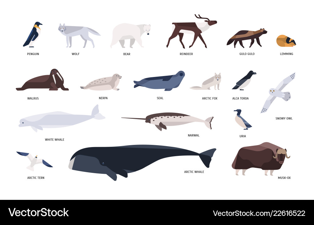 Collection of cute polar animals birds marine Collection of cute polar animals birds marine vector image
