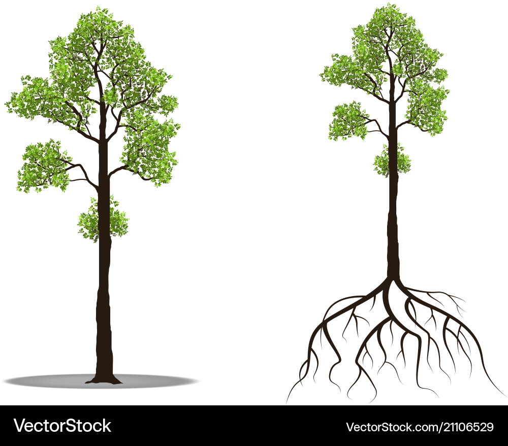 Big tree with root vector image