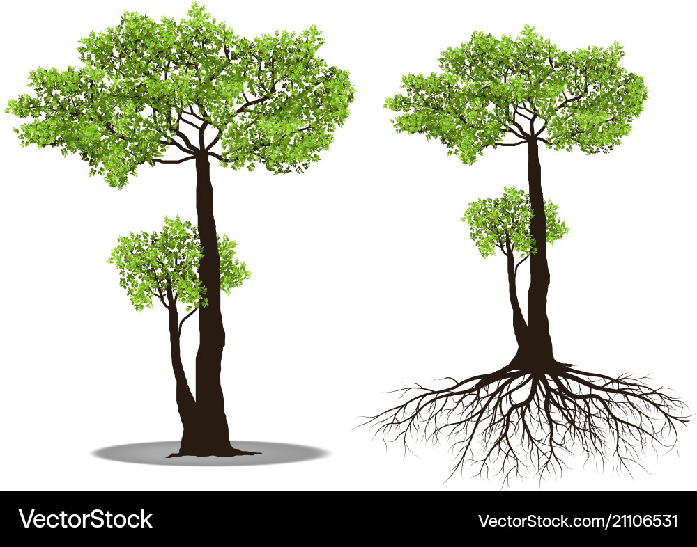 Isolated Tree with Roots vector image