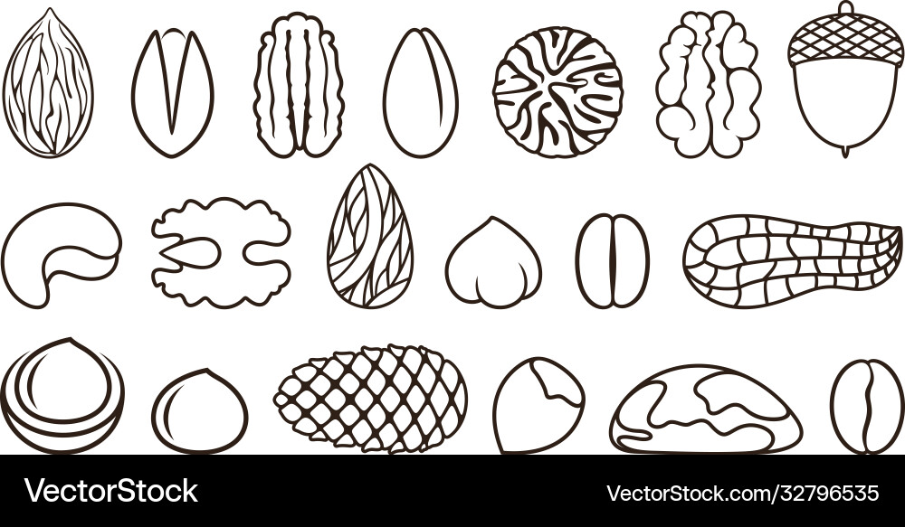Nut Collection Set vector image
