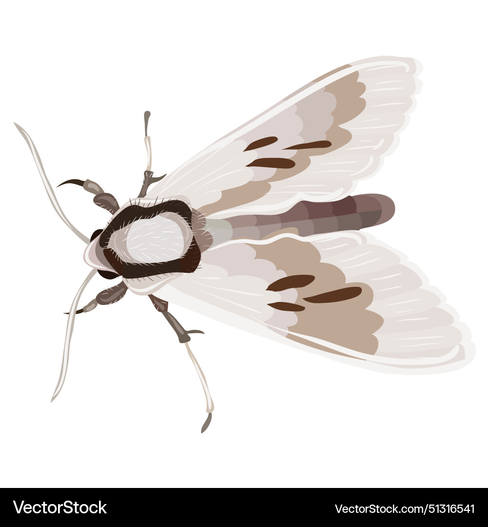 Moth with patterned wings Moth with patterned wings vector image