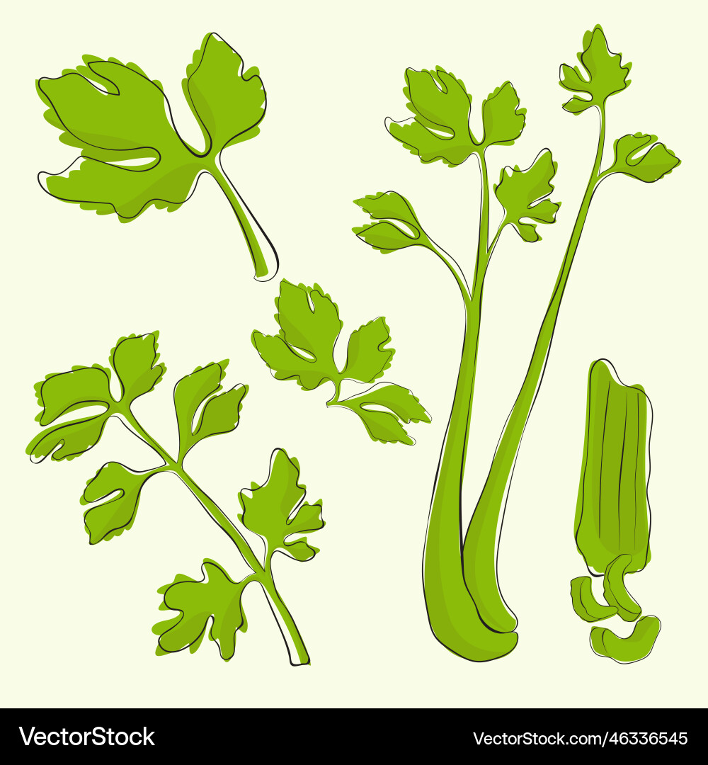 Celery leaf with boho style collection Vector Image