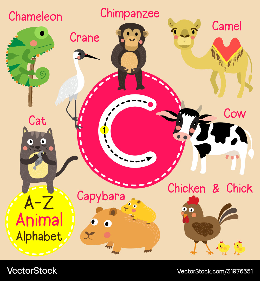 Letter c tracing camel cat capybara chameleon vector image