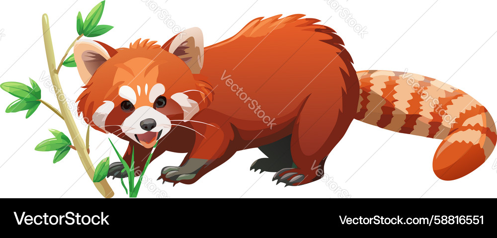 Two Red Pandas on Bamboo Vector Image