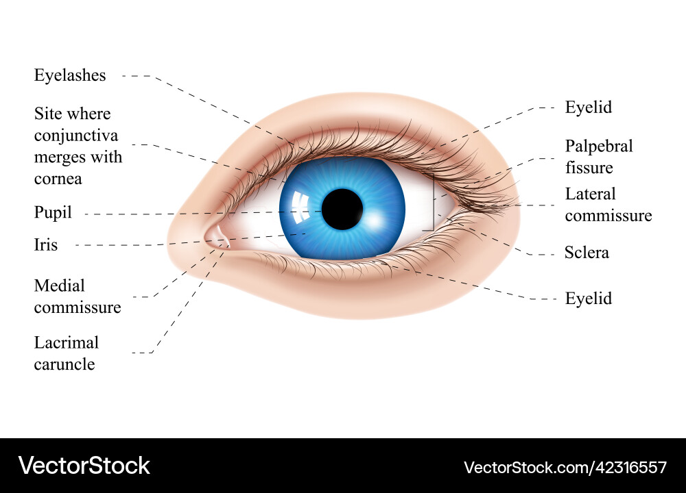 Human eye anatomy parts of the labeled vector image