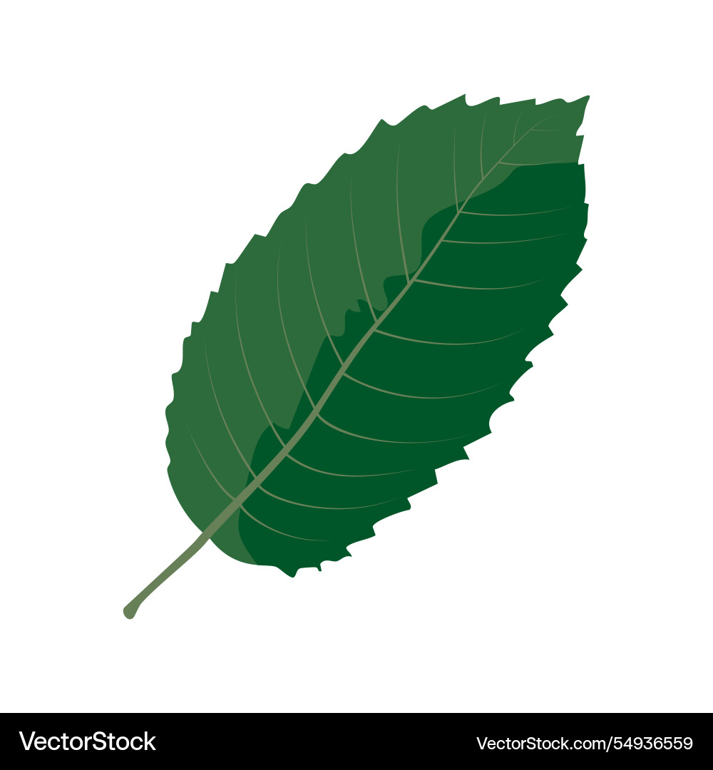 Close-up view of a green leaf displaying intricate Close-up view of a green leaf displaying intricate vector image