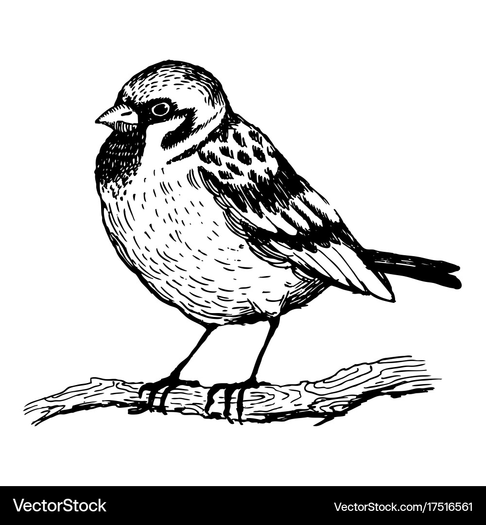 Scratchboard Sparrow vector image