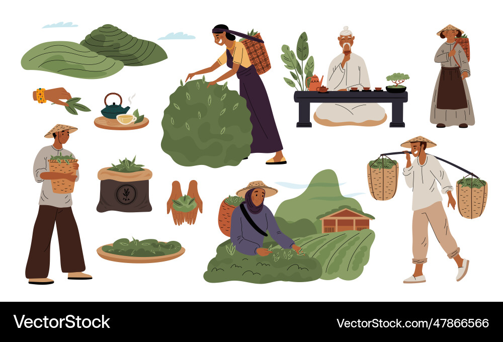 Tea industry indian or china gardening raw Tea industry indian or china gardening raw vector image