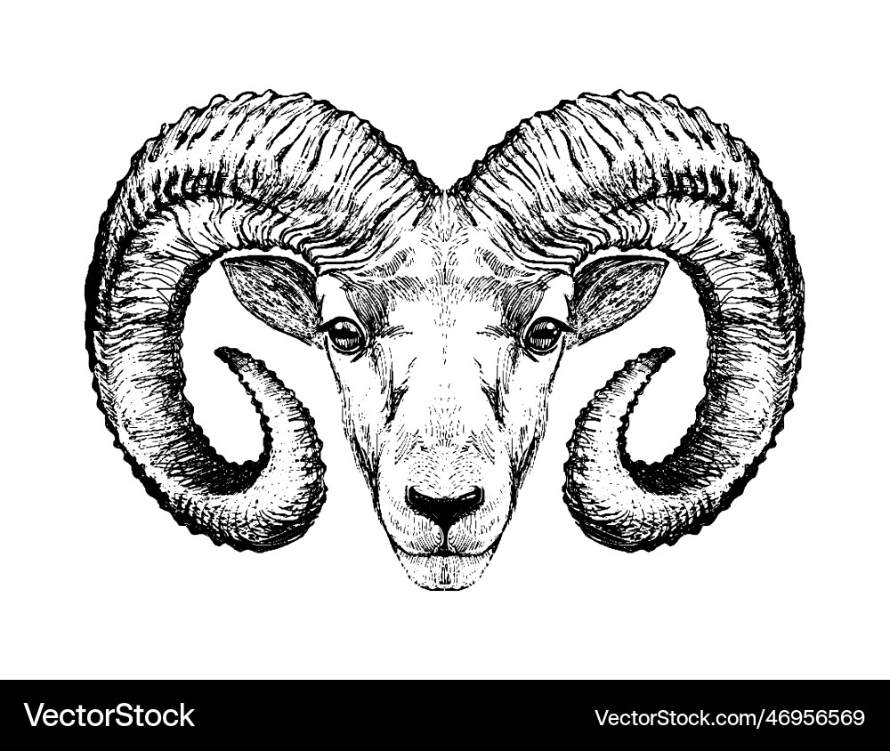 Ram head aries zodiac sign symbol hand drawn Ram head aries zodiac sign symbol hand drawn vector image