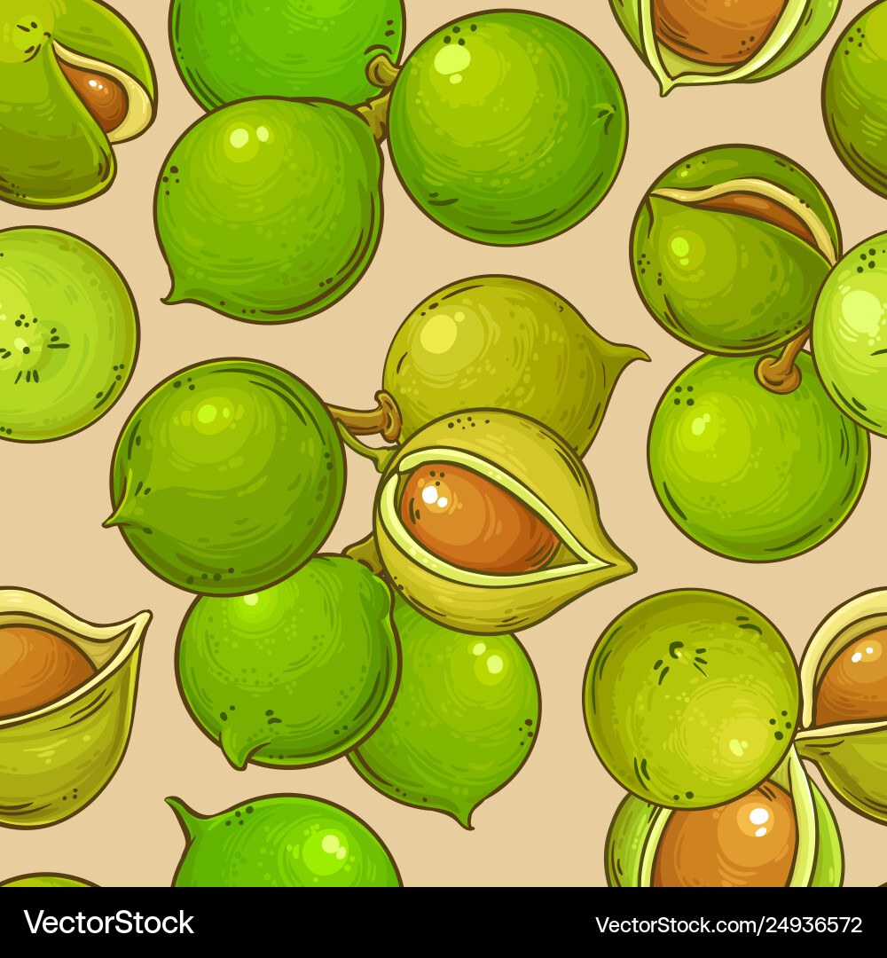 Macadamia nuts pattern on color background Macadamia nuts pattern on color background vector image