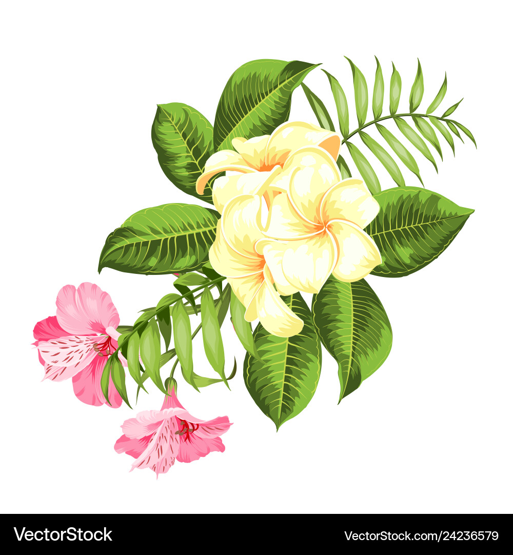 Label with plumeria flowers bouquet of aromatic Label with plumeria flowers bouquet of aromatic Vector Image