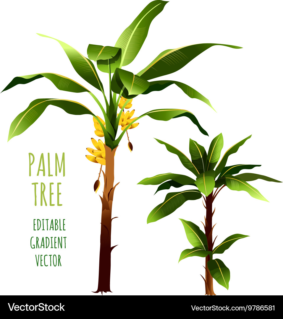 Palm trees Royalty Free Vector Image - VectorStock