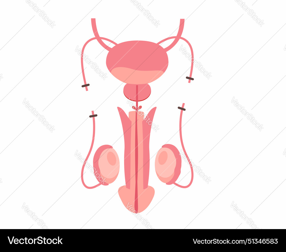 Vasektomie Mann reproduktive Anatomie nach Operation