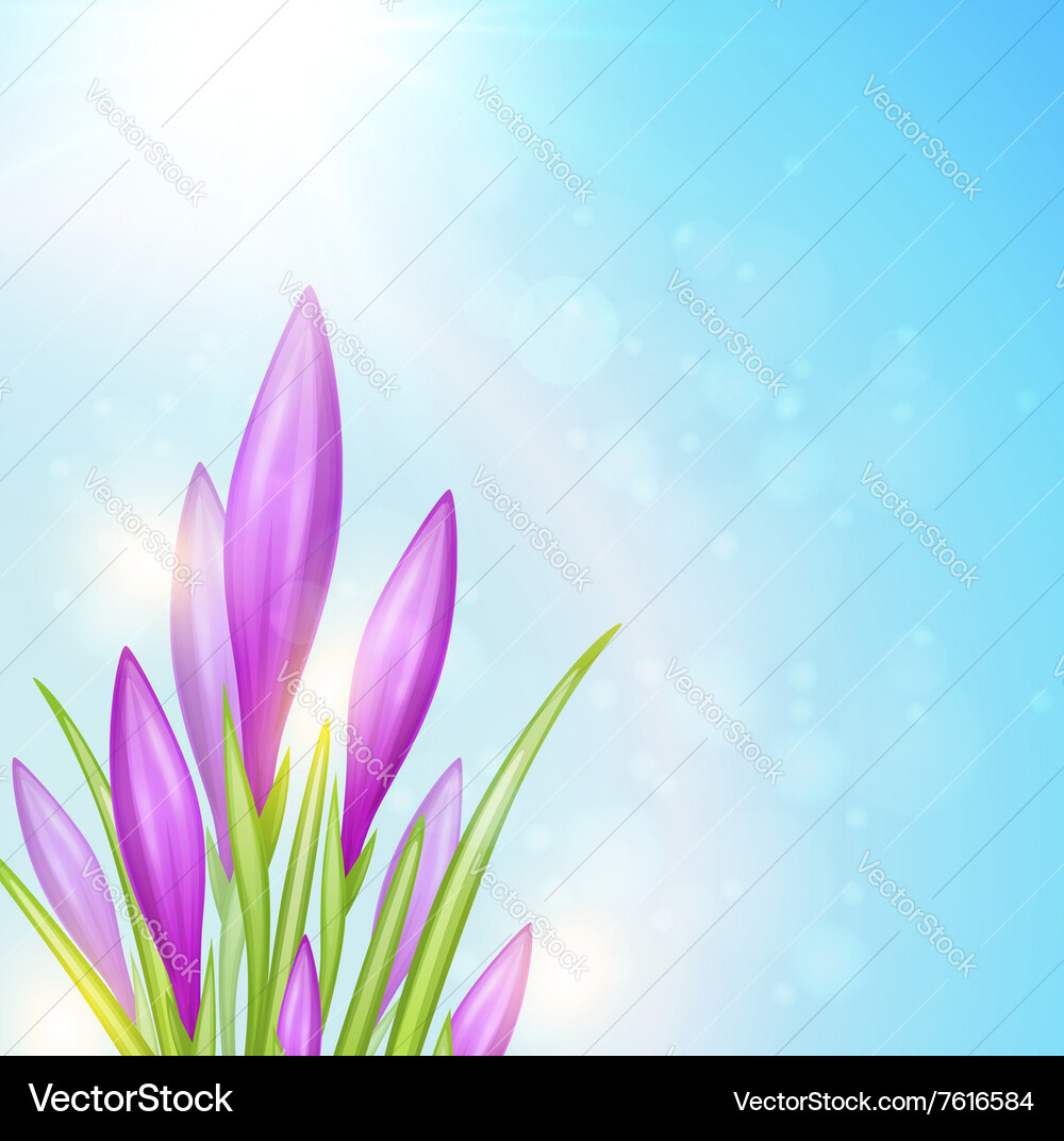 Spring background with violet crocuses Vector Image