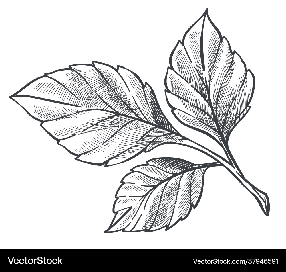 Natürliche Flora Erdbeer Pflanze Umriss Skizze Natürliche Flora Erdbeer Pflanze Umriss Skizze vektorbild
