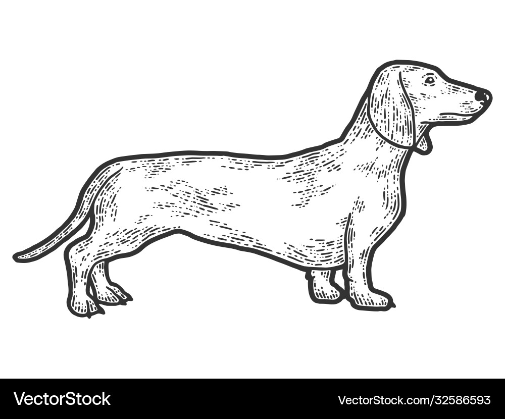 Dachshund Sketch - Scratch Board Style Vector Image