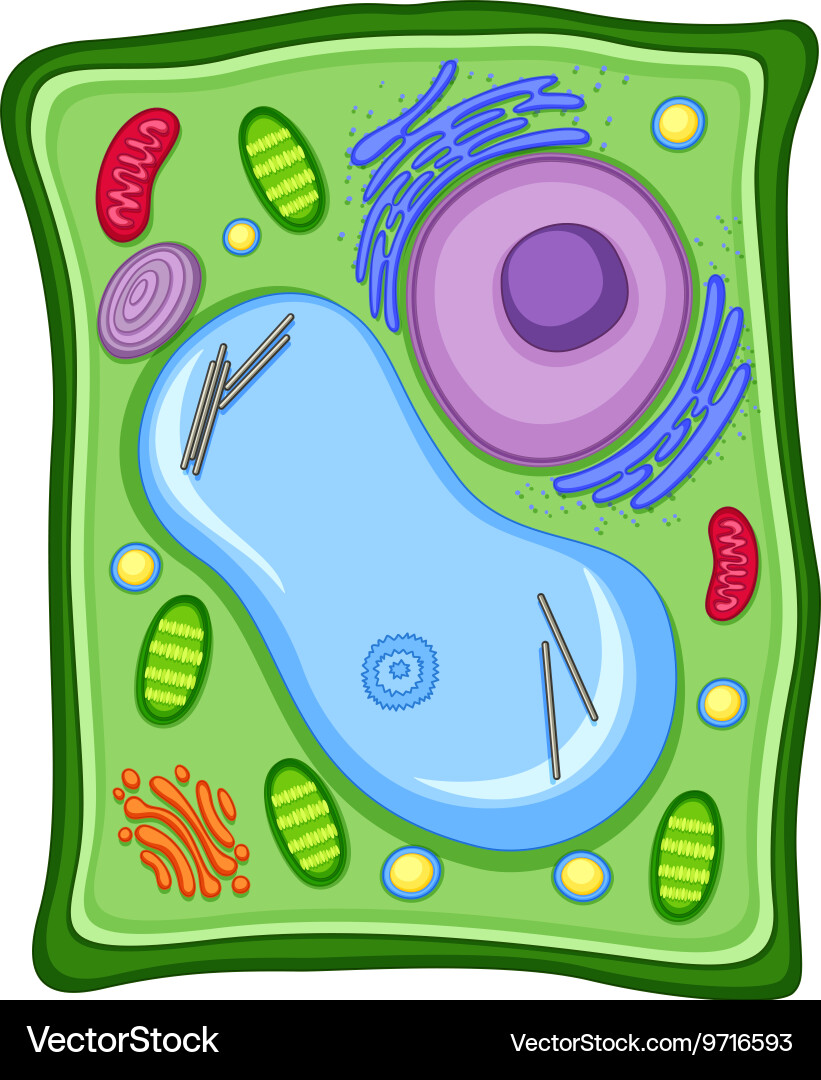 Plant cell with membrane Royalty Free Vector Image