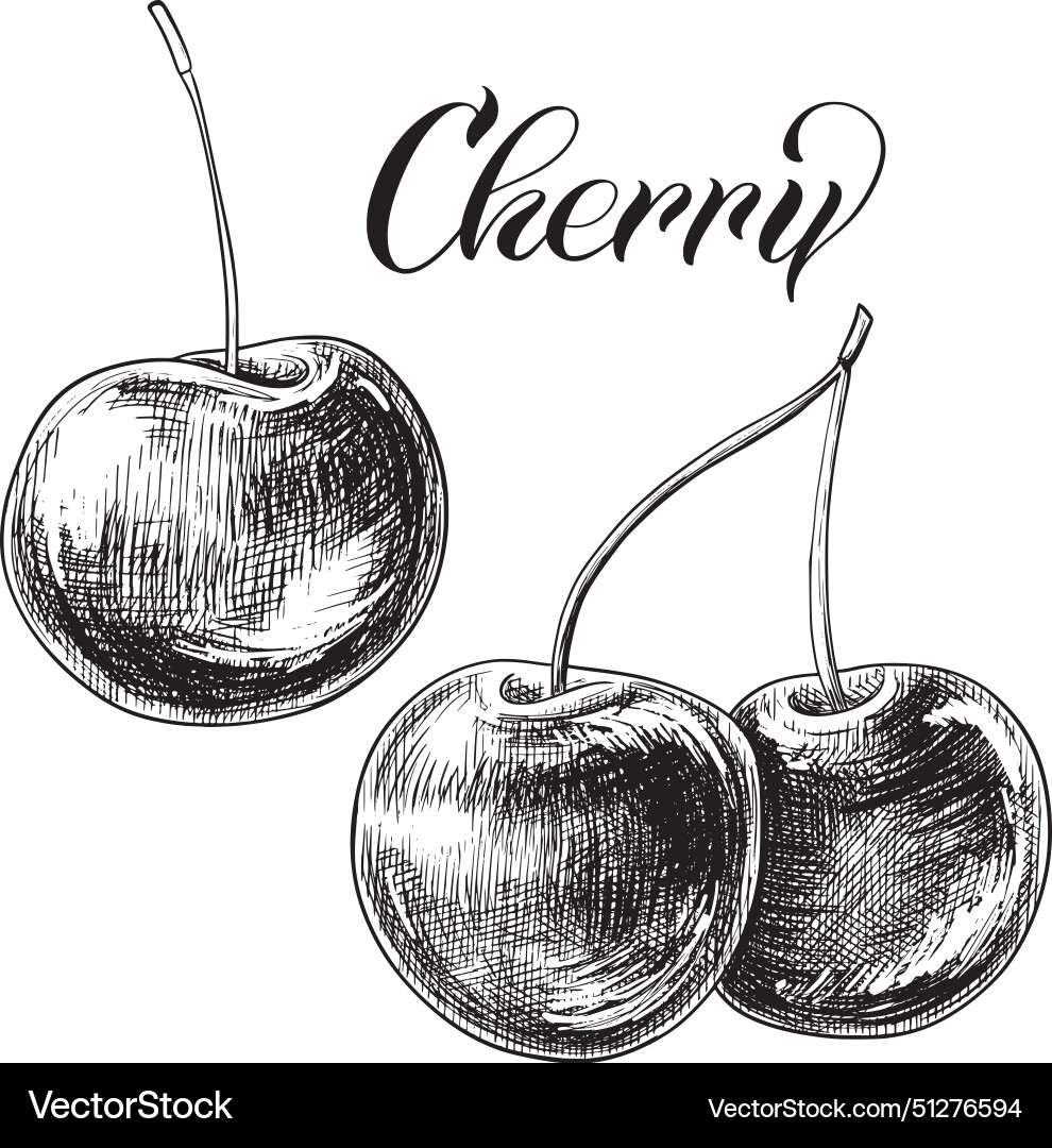 Cherry Set Sketch Royalty Free Vector Image Vectorstock